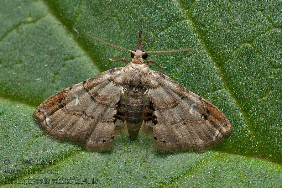 Trichophysetis whitei