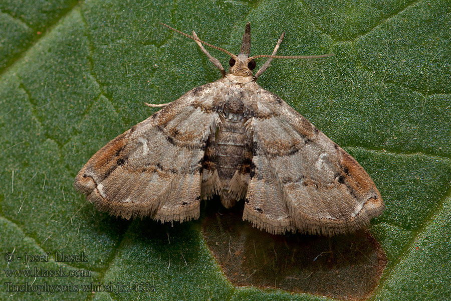 Trichophysetis whitei