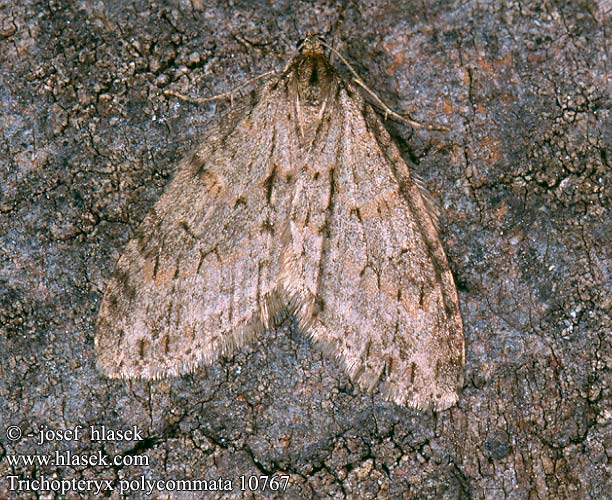 Trichopteryx polycommata Płatynka wielokreska Barred Tooth-striped