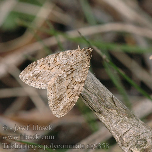 Barred Tooth-striped Brauner Gebüsch-Lappenspanner Trichopteryx polycommata