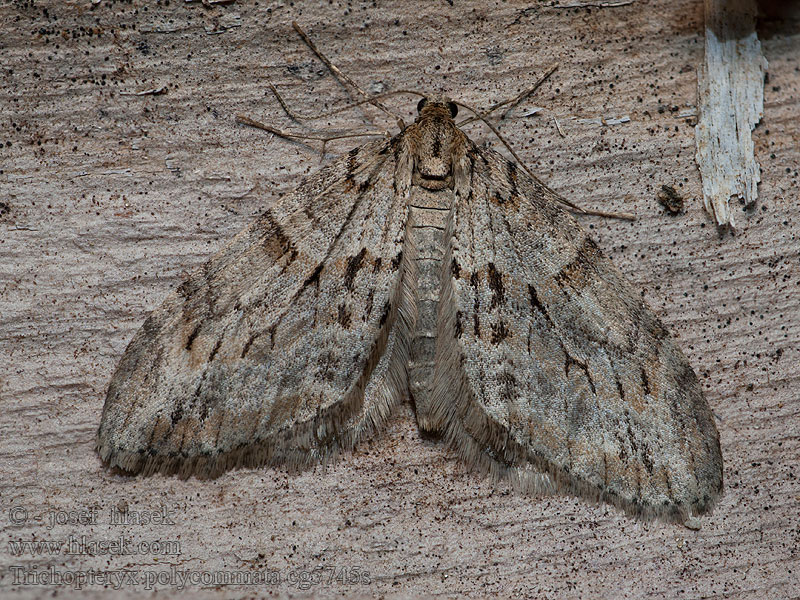 Trichopteryx polycommata