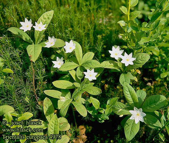 Trientalis europaea Skovstjerne Trientalis europaea Metsätähti