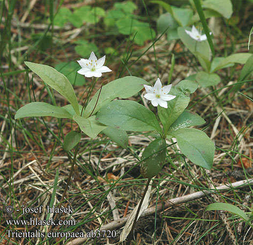 Chickweed Wintergreen Europäischer Siebenstern Siódmaczek leny