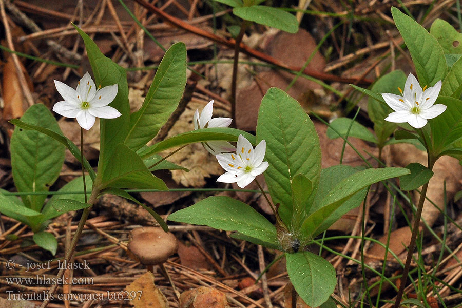 Trientalis europaea Chickweed wintergreen