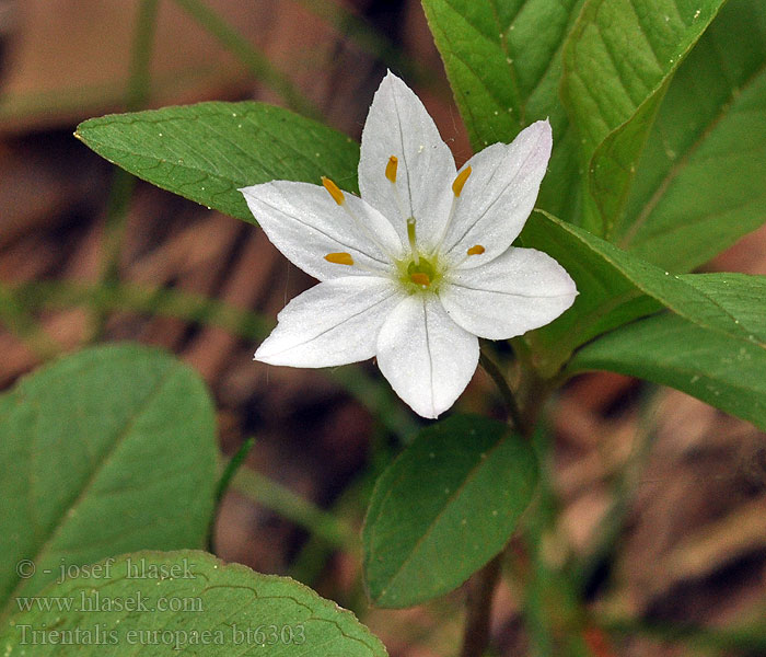 Trientalis europaea Zevenster Skogstjerne Skogsstjärna