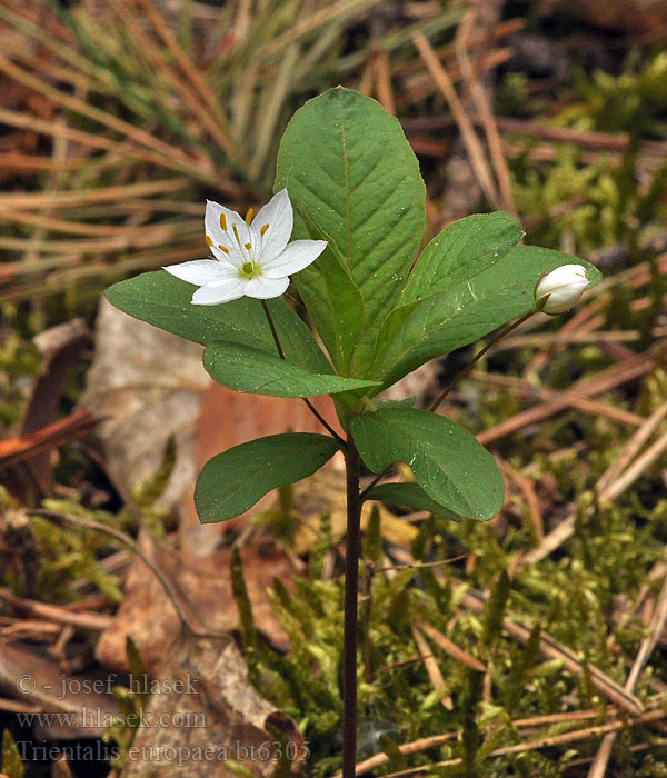 Trientalis europaea Europäischer Siebenstern Siódmaczek leny