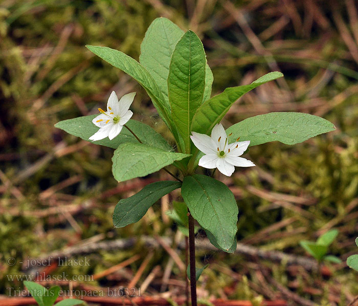 Trientalis europaea Siódmaczek leny Седмичник европейский