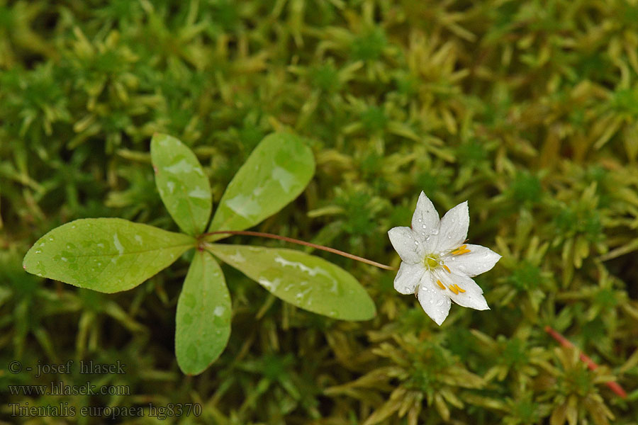 Trientalis europaea