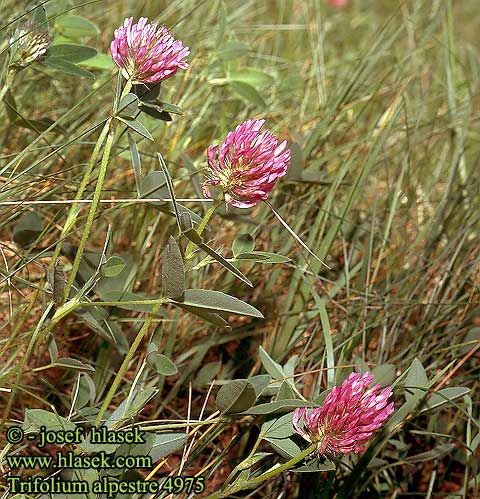 Trifolium alpestre Hügel-Klee Trèfle alpestre Trifoglio alpestre