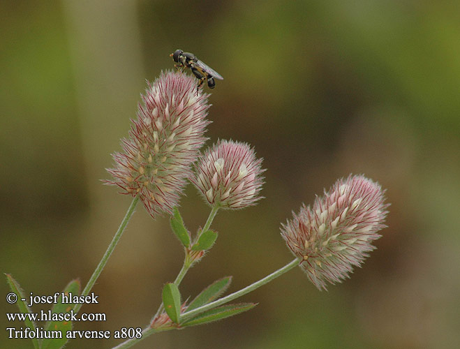 Trifolium arvense Hare-Kløver Haresfoot Hare's-foot clover Peu llebre