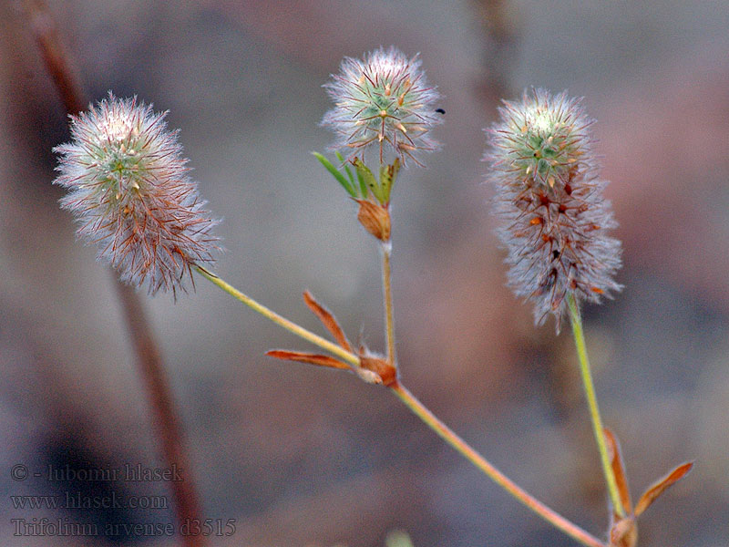 Trifolium arvense Jetel rolní Hasen-Klee Koniczyna polna Harekløver