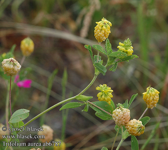 Trifolium aureum Gold-Klee Large Hop Trefoil Gullklöver