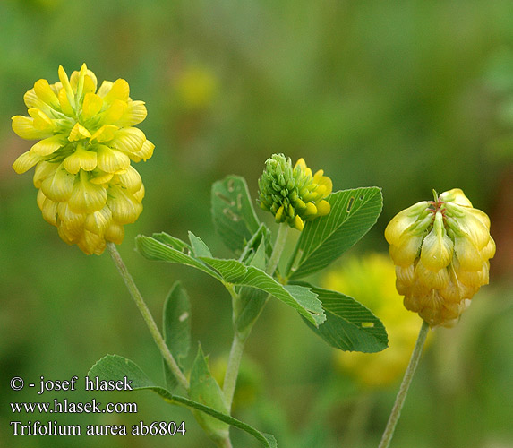 Trifolium aureum aurea Jetel zlatý Humle-kløver kelta-apila Trèfle doré