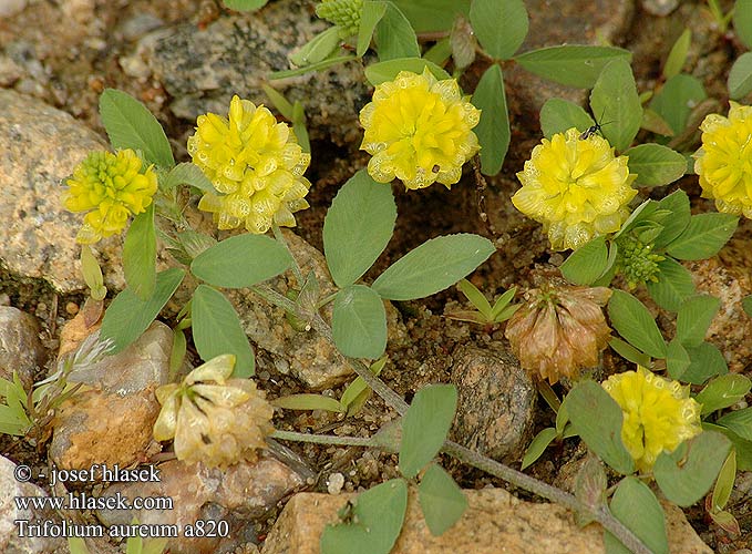 Trifolium aureum aurea Koniczyna złocistożółta Клевер золотистый