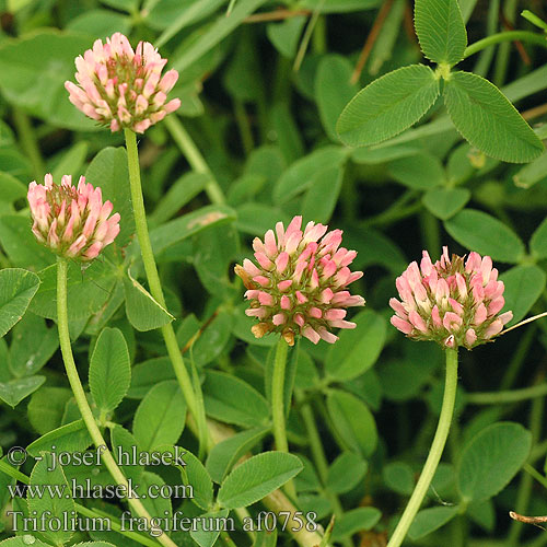 Trifolium fragiferum Strawberry clover Erdbeer-Klee Jetel jahodnatý