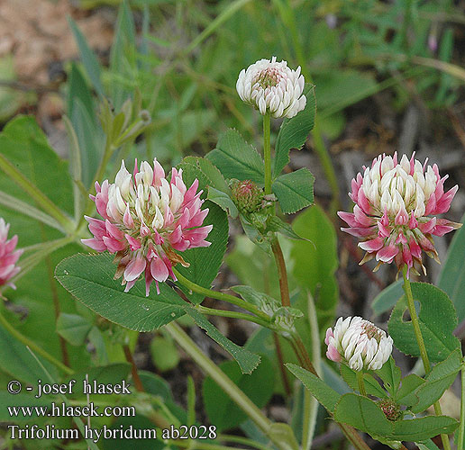 Trifolium hybridum Hybrid Alsike Clover Schwedenklee Alsikeklöver Jetel zvrhlý Хибридна детелина Alsike-Kløver Alsikeapila Trèfle alsike Basterdklaver Bastard-Klee Trčfle hybride Trifoglio ibrido タチオランダゲンゲ Korcs here Koniczyna białoróżowa Клевер гибридный ďatelina hybridná Švedska detelja Trébol hídrido Melez yonca üçgül İsveç üçgülü Конюшина гібридна