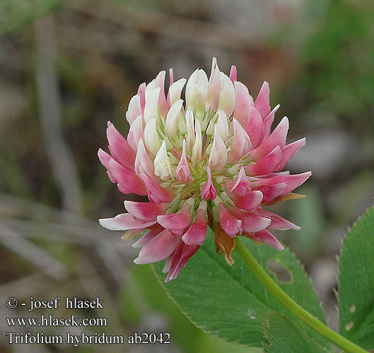 Trifolium hybridum Trèfle alsike Basterdklaver Bastard-Klee Trifoglio ibrido