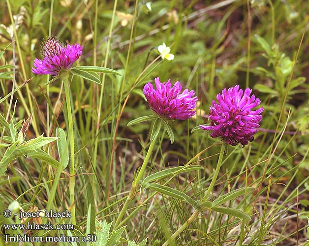 Trifolium medium Zig-zag Red Zigzag Clover Mittlerer Klee Bochtige klaver