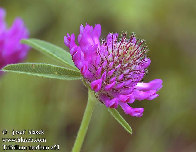 Trifolium medium Jetel prostřední Ďatelina ohnutá Koniczyna pogięta