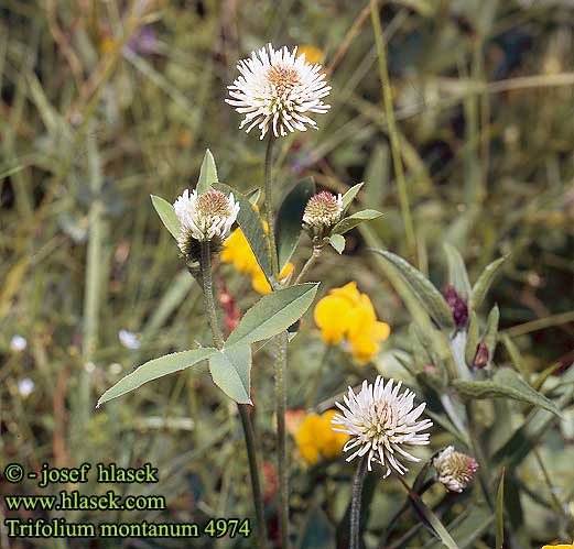 Trifolium montanum Berg-Klee Trèfle montagne Bakkekløver Backklöver