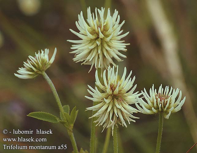 Trifolium montanum jetel chlumní Backklöver Bjerg-kløver Клевер горный