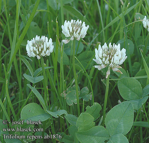 Trifolium repens Weiß-Klee Пълзяща детелина Jetel plazivý