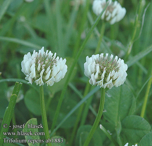 Trifolium repens Jetel plazivý Hvid-Kløver White clover Valkoapila
