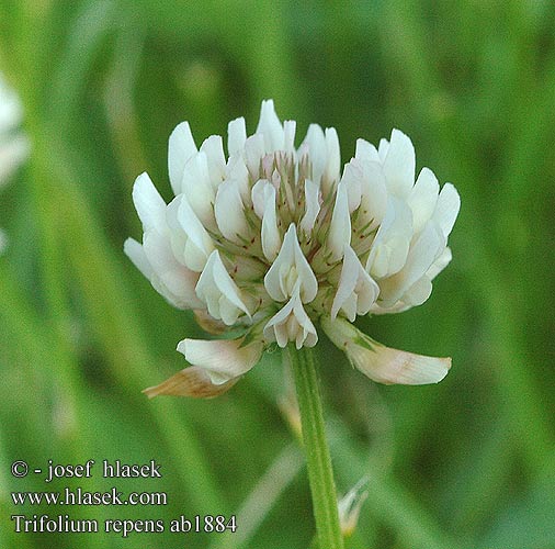 Trifolium repens シロツメクサ Witte klaver Hvitkløver Koniczyna biała