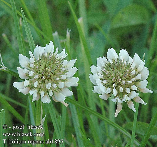 Trifolium repens Клевер ползучий 白车轴草（ Trifoglio ladino bianco