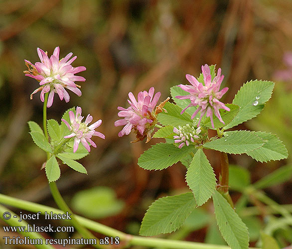 Trifolium resupinatum Reversed Persian clover Persischer Klee Perserklee