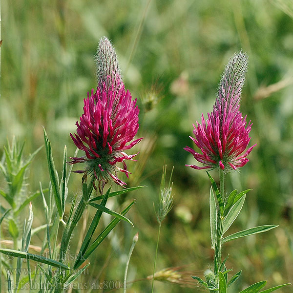 Trifolium rubens Jetel červenavý Purpur-Klee