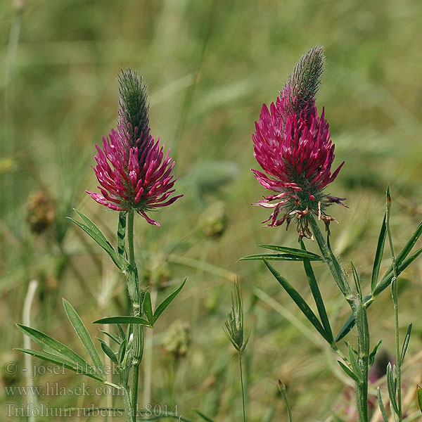 Trifolium rubens Red Feather Clover Koniczyna długokłosowa