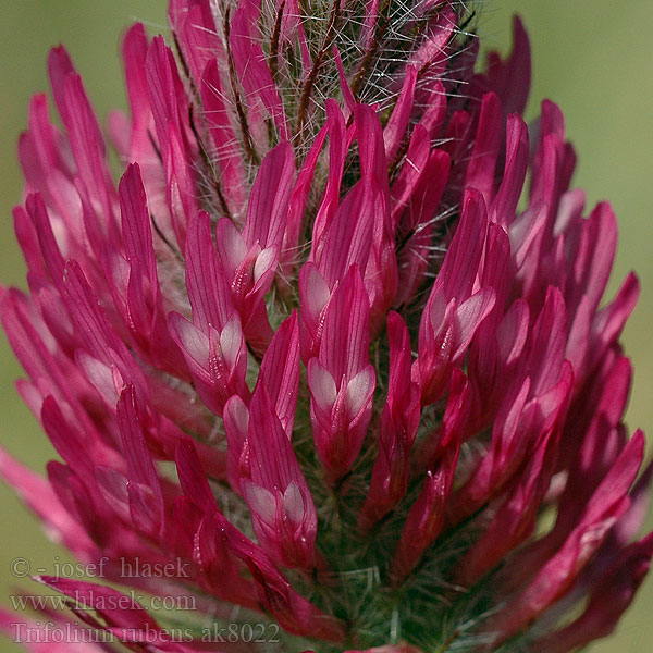 Trifolium rubens Trèfle rougeâtre Ďatelina červenkastá