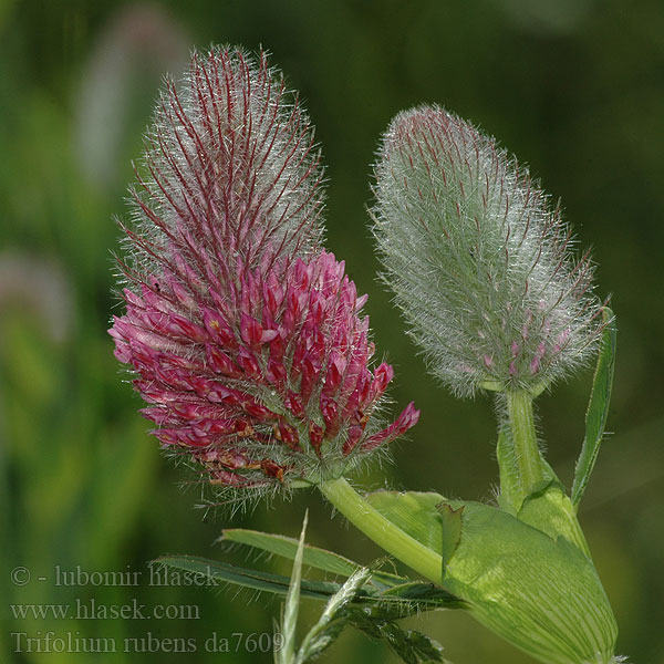 Trifolium rubens Rusoapila Purpurklöver Pirosló here