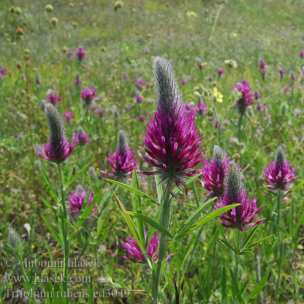 Trifolium rubens Trifoglio rosseggiante Purperrode klaver