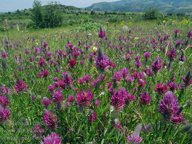 Trifolium rubens Purpur-Klee Клевер красный