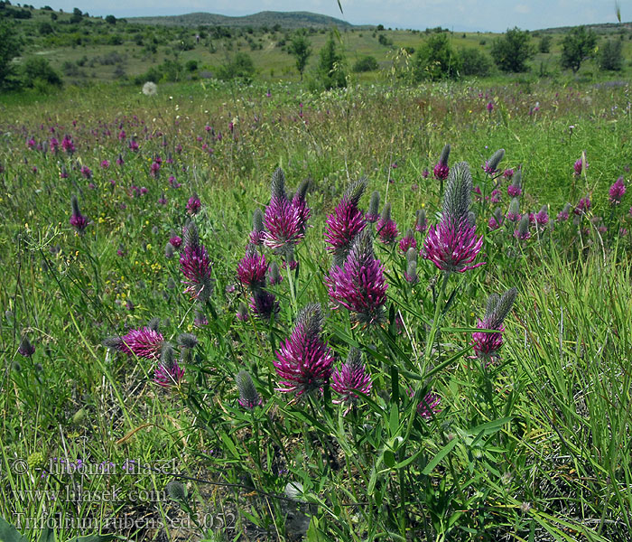 Trifolium rubens Jetel červenavý Red Feather Clover