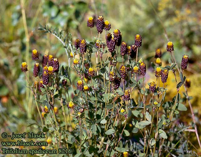 Trifolium spadiceum Large Brown Clover Brauner Klee Trèfle dattier brunâtre