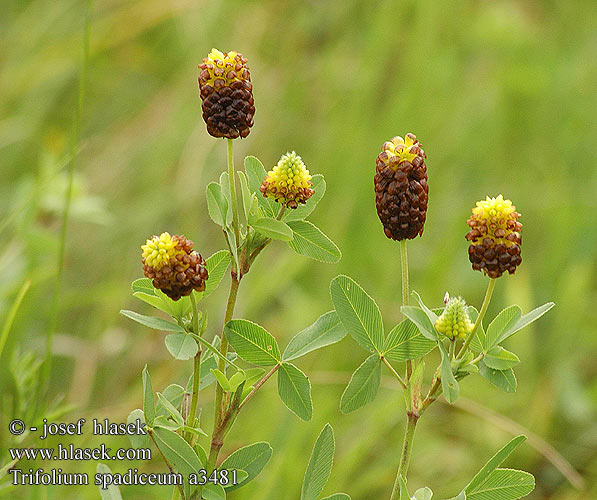 Trifolium spadiceum Jetel kaštanový Brunklöver Brun Kløver Brunkløver