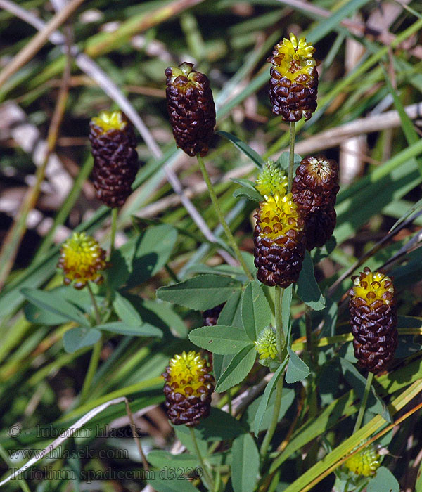 Jetel kaštanový Trifolium spadiceum