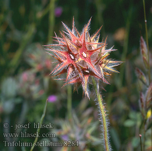 Trifolium stellatum Trébol estrellado Trèfle étoilé Star Starry clover תלתן כוכבני Stern-Klee Trifoglio stellato Клевер звёздчатый Zvezdasta detelja Yıldız üçgül Trevo-estrelado