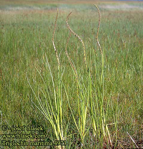 Triglochin maritimum maritima Strand-Dreizack Havssälting Troscart maritime