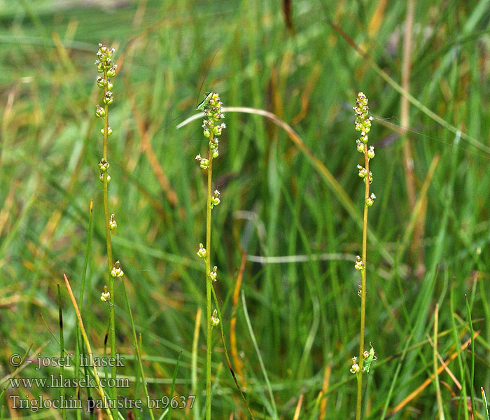 Triglochin palustre Bařička bahenní Marsh Arrow-grass