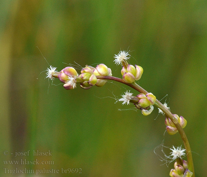 Triglochin palustre Marsh Arrow-grass Myrsauløk