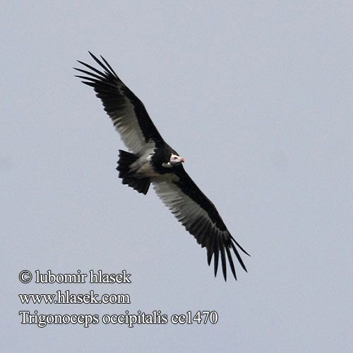 Trigonoceps occipitalis White-headed Vulture Sup chocholatý Wollkopfgeier Hvidhovedet Grib Buitre Cabeciblanco Kirjokorppikotka Vautour tête blanche Avvoltoio testabianca カオジロハゲワシ Witkopgier Sep bialoglowy Abutre-de-cabeça-branca Белоголовый гриф Witkopaasvoël Африкански белоглав лешояд עזנית הציצית Hvithodegribb