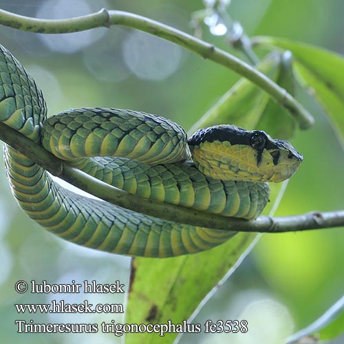 Trimeresurus trigonocephalus Sri Lankan green pitviper pit viper Chřestýšovec 斯里兰卡竹叶青 Sri Lanka Palm Viper Ceylon-Lanzenotter Цейлонская куфия Crotalo dello Sri Lanka