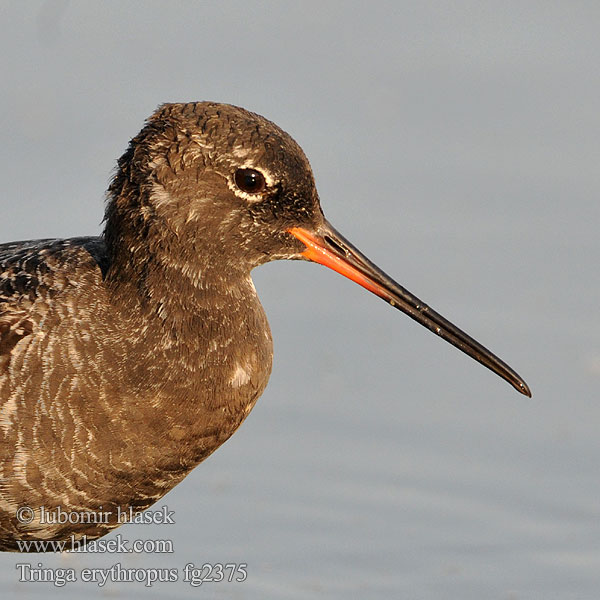 Dunkler Wasserläufer Spotted Redschank Tringa erythropus