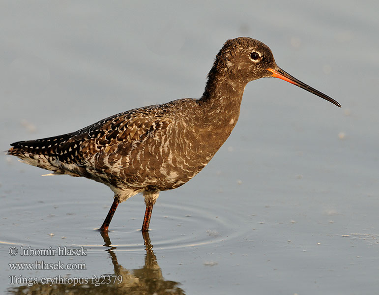 Tringa erythropus Dunkler Wasserläufer Spotted Redschank