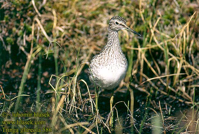 Tringa glareola 586