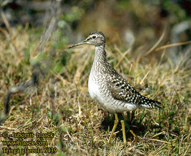 Tringa glareola 6439